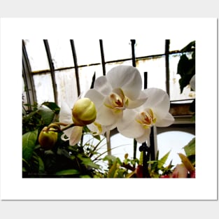 White Orchids Posters and Art